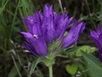 Campanula glomerata 21, Kluwenklokje, Saxifraga-Peter Meininger