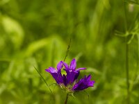Campanula glomerata 23, Kluwenklokje, Saxifraga-Jan Nijendijk