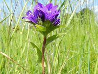 Campanula glomerata 27, Kluwenklokje, Saxifraga-Rutger Barendse