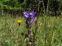 Campanula glomerata 40, Kluwenklokje, Saxifraga-Rutger Barendse