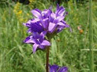 Campanula glomerata 8, Kluwenklokje, Saxifraga-Jan Willem Jongepier