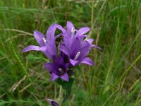 Campanula glomerata 9, Kluwenklokje, Saxifraga-Jan Willem Jongepier