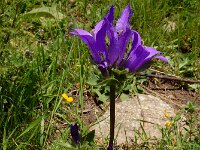 Campanula glomerata ssp caucasica 59, Saxifraga-Ed Stikvoort