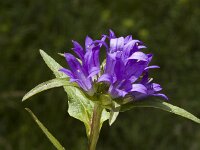 Campanula glomerata ssp glomerata 3, Kluwenklokje, Saxifraga-Jan van der Straaten