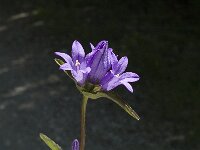 Campanula glomerata ssp glomerata 4, Kluwenklokje, Saxifraga-Jan van der Straaten