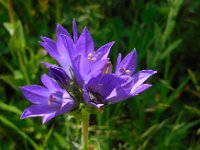 Campanula glomerata ssp oblongifolia 53, Saxifraga-Ed Stikvoort