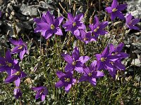 Campanula hawkinsiana