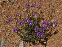 Campanula hawkinsiana 4, Saxifraga-Harry Jans