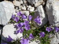 Campanula hercegovina