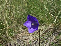 Campanula herminii