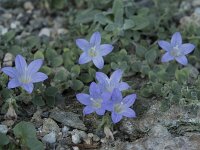 Campanula hierapetrae