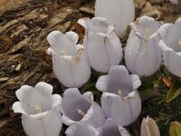 Campanula incurva