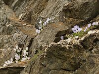 Campanula incurva 2, Saxifraga-Harry Jans