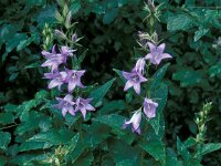 Campanula latifolia