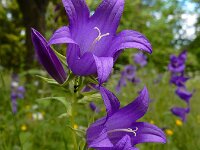 Campanula latifolia 10, Breed klokje, Saxifraga-Ed Stikvoort