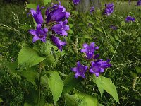 Campanula latifolia 12, Breed klokje, Saxifraga-Ed Stikvoort