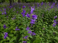 Campanula latifolia 16, Breed klokje, Saxifraga-Ed Stikvoort