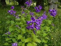 Campanula latifolia 17, Breed klokje, Saxifraga-Ed Stikvoort