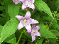 Campanula latifolia 18, Breed klokje, Saxifraga-Hans Grotenhuis