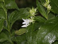 Campanula latifolia 2, Breed klokje, Saxifraga-Peter Meininger