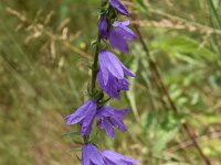 Campanula latifolia 8, Breed klokje, Saxifraga-Harry Jans  Campanula latifolia
