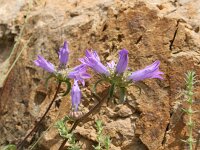 Campanula lingulata