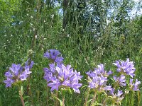 Campanula lingulata 7, Saxifraga-Jasenka Topic