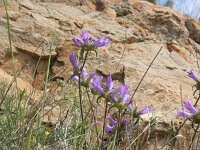Campanula lingulata 8, Saxifraga-Dirk Hilbers