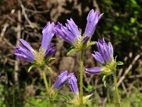 Campanula lingulata 9, Saxifraga-Harry Jans