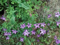 Campanula lusitanica
