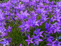 Campanula lusitanica 11, Saxifraga-Ed Stikvoort