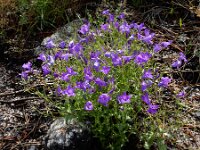 Campanula lusitanica 14, Saxifraga-Ed Stikvoort