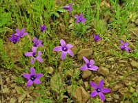 Campanula lusitanica 16, Saxifraga-Hans Grotenhuis