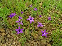 Campanula lusitanica 17, Saxifraga-Hans Grotenhuis