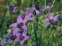 Campanula lusitanica 2, Saxifraga-Jan Jansen