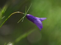 Campanula lusitanica 3, Saxifraga-Dirk Hilbers