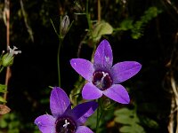 Campanula lusitanica 8, Saxifraga-Ed Stikvoort