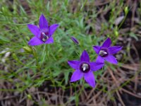 Campanula lusitanica 9, Saxifraga-Ed Stikvoort
