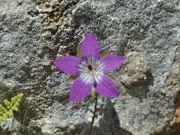 Campanula lusitanica ssp specularoides 5, Saxifraga-Jan van der Straaten