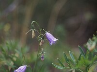 Campanula marchesettii