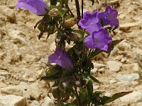Campanula medium, Canterbury-bells