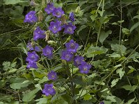 Campanula medium 11, Marietteklokje, Saxifraga-Jan van der Straaten