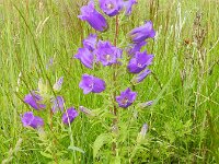 Campanula medium 15, Marietteklokje, Saxifraga-Rutger Barendse