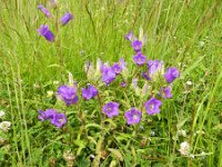 Campanula medium 16, Marietteklokje, Saxifraga-Rutger Barendse