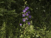 Campanula medium 3, Marietteklokje, Saxifraga-Marijke Verhagen