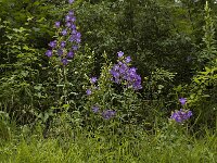 Campanula medium 4, Marietteklokje, Saxifraga-Marijke Verhagen