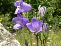 Campanula moravica