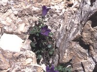 Campanula morettiana