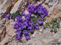 Campanula morettiana 10, Saxifraga-Harry Jans