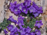 Campanula morettiana 12 Saxifraga-Harry Jans